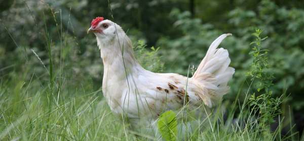 Chlorinated chicken Brexit